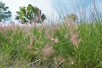 muhlenbergia_220913_03