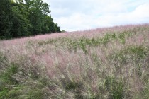 muhlenbergia_220920_02