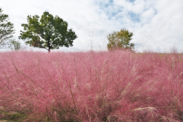 muhlenbergia_220928_01