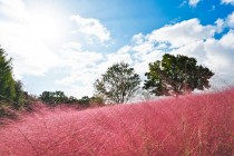 muhlenbergia_221004_02