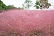 muhlenbergia_221012_02