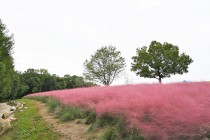 muhlenbergia_221012_03