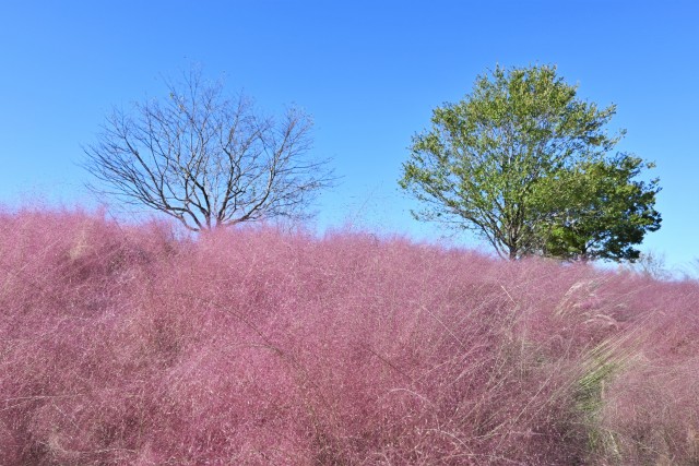 muhlenbergia_221019_01