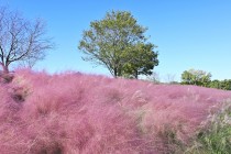 muhlenbergia_221019_02