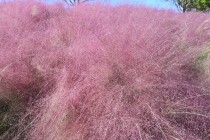 muhlenbergia_221019_03