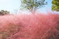 muhlenbergia_221026_02