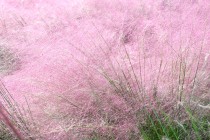 muhlenbergia_231002_02