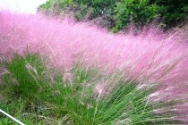 muhlenbergia_231005_04