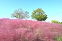 muhlenbergia_231019_02