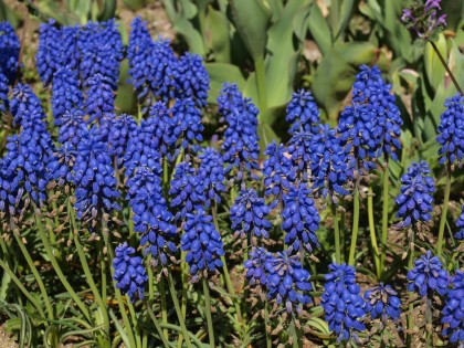 花を楽しむ 万博記念公園 花を楽しむ 万博記念公園