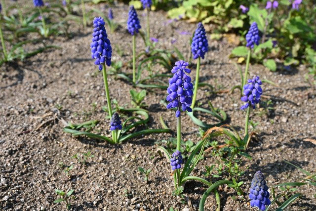 musukari_260402_01