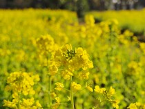 寒咲き菜の花（カンザキナノハナ）：2024年更新終了