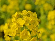 寒咲菜の花（カンザキナノハナ）