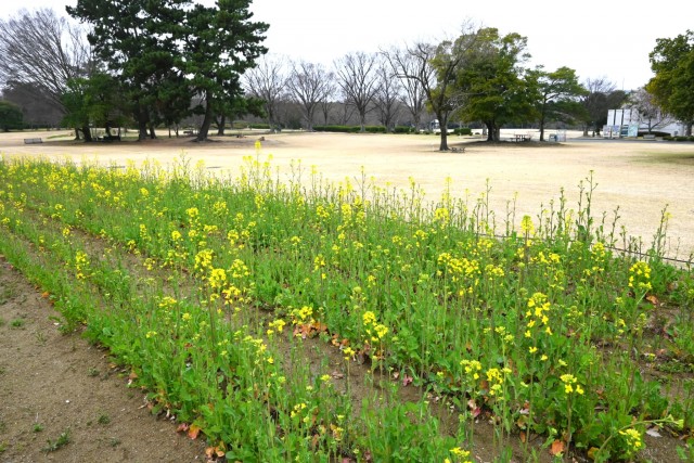 nanohana_260325_02