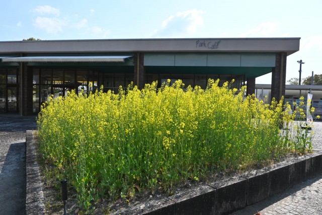 nanohana_260402_03