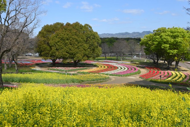 nanohana_260408_01