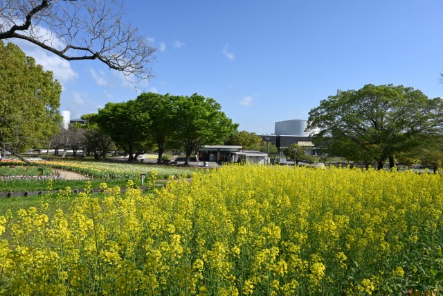 nanohana_260416_01