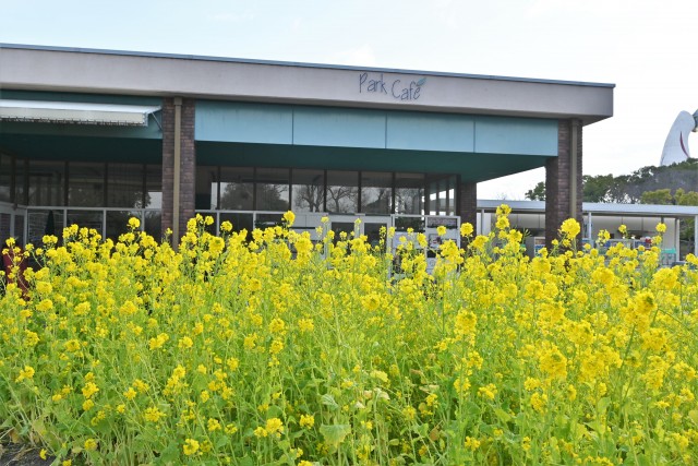 nanohana_parkcafe_230118_02