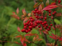 nanten_211208_02