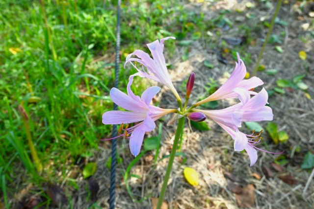 natsuzuisen_250814_01