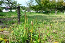 natsuzuisen_250814_02