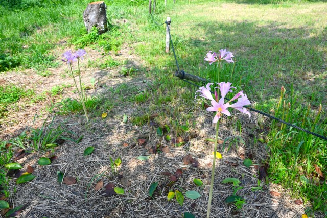 natsuzuisen_250814_03