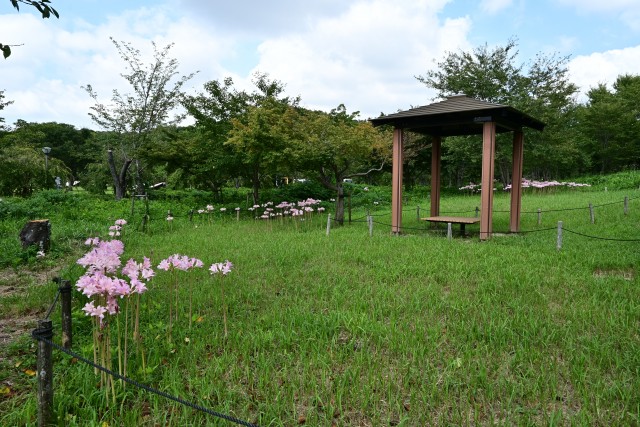natsuzuisen_250820_01