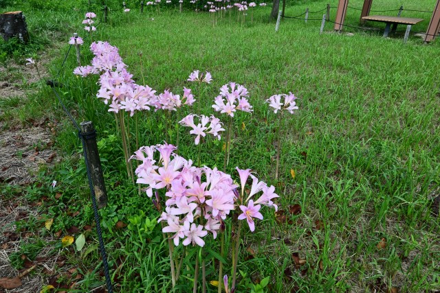 natsuzuisen_250820_02