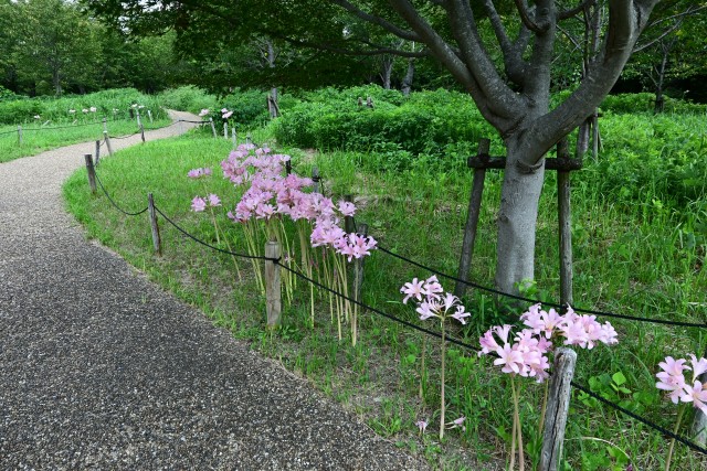 natsuzuisen_250820_03