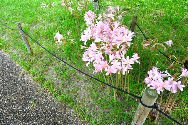 natsuzuisen_250825_03