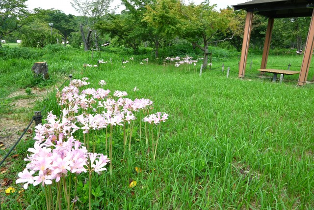natsuzuisen_250827_02