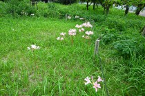 natsuzuisen_250827_03