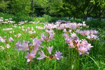 natsuzuisen_250903_05