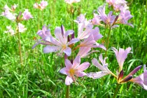natsuzuisen_250903_06