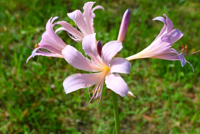 natsuzuisen_260811_01