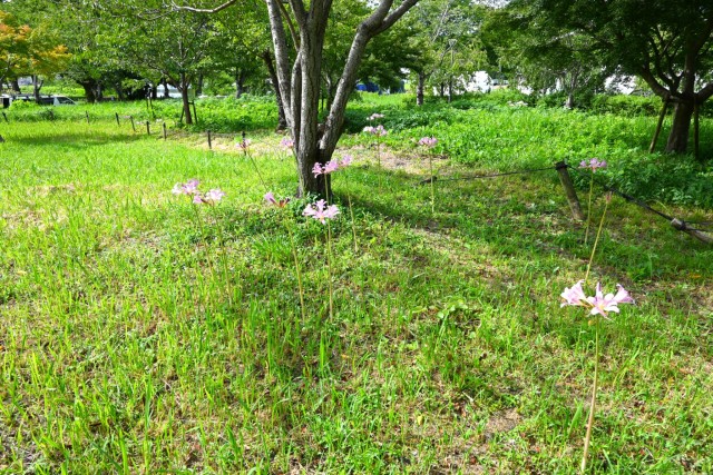 natsuzuisen_260811_02