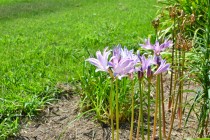 natsuzuisen_hanahakkei_250903_02