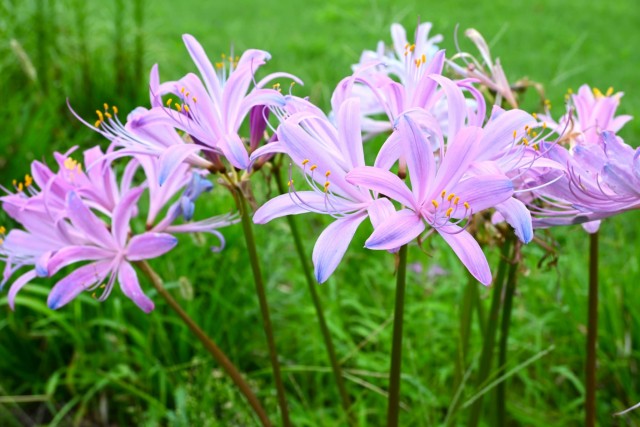 natsuzuisen_hanahakkei_260912_01