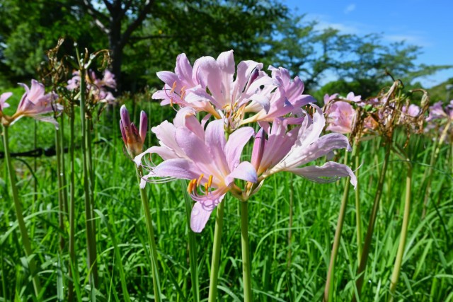 natsuzuisen_nagare_260902_03
