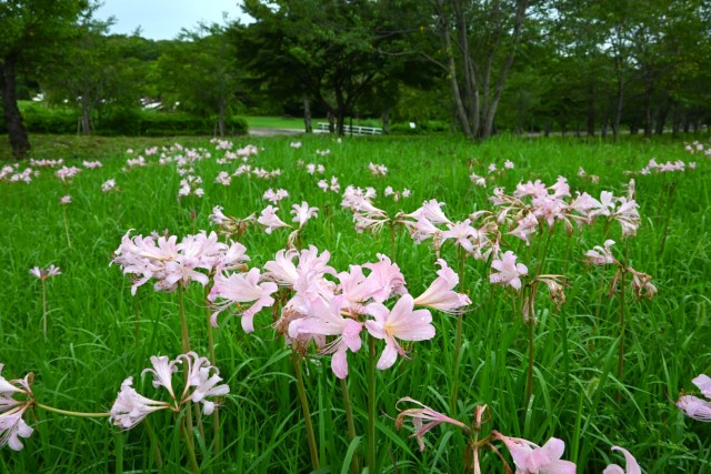 natsuzuisen_nagare_260908_02