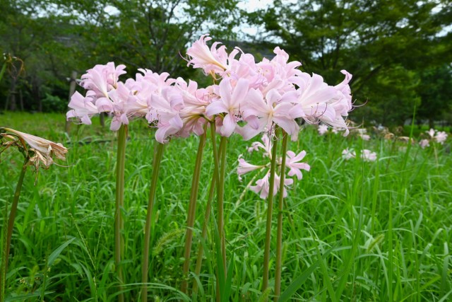 natsuzuisen_nagare_260912_01