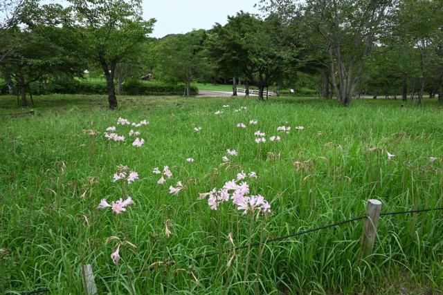 natsuzuisen_nagare_260912_02