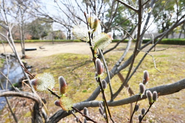 nekoyanagi_230308_01