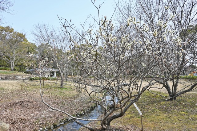 nekoyanagi_230308_04