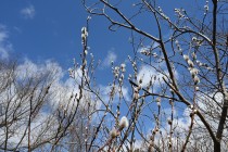 nekoyanagi_250226_02