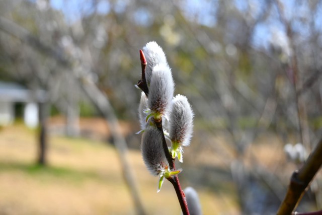 nekoyanagi_260305_01