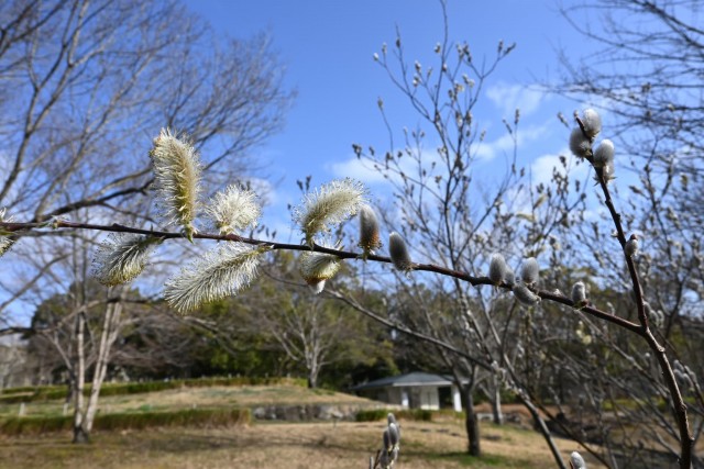 nekoyanagi_260305_02