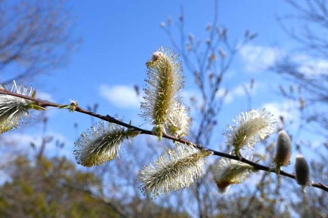 nekoyanagi_260305_03