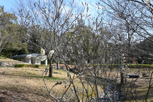 nekoyanagi_260305_04