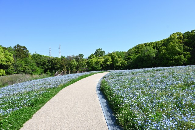 nemophila_230502_01